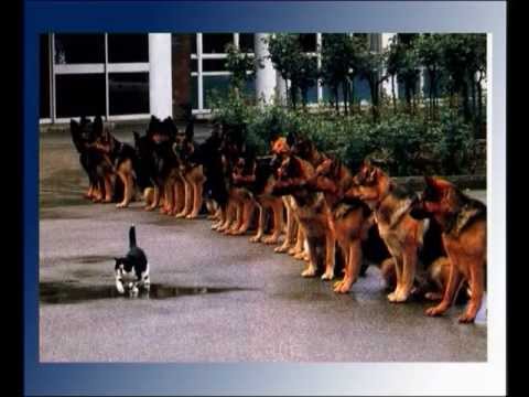 Видео: Немецкая овчарка.wmv