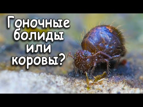Видео: Гоночные болиды или коровы? Микропланета