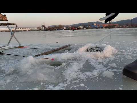 Видео: Корюшка на махалки во Владивостоке.