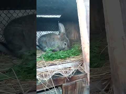 Видео: Кормление кроликов морковкой Канал для Кролиководов.