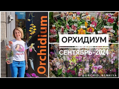 Видео: Выставка Орхидиум - сентябрь 2024 | Море орхидей, суккулентов, лиственных | Грунты, препараты и т.д.