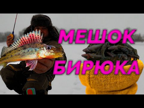 Видео: МЕШОК БИРЮКА НА ДОНУ