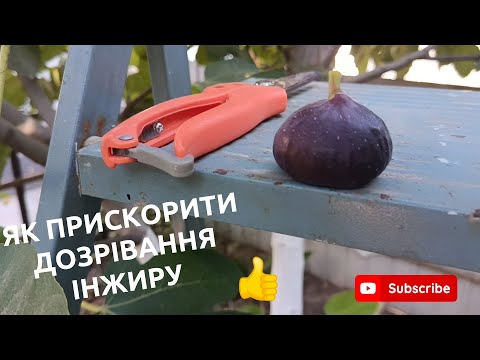 Видео: Як прискорити дозрівання інжиру .