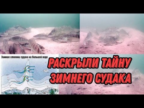 Видео: ЗАЧЕМ СУДАК СЕЛ НА ГНЁЗДА В ЯНВАРЕ?! Подводная съемка уникальных кадров.