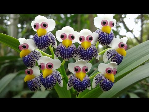 Видео: Самые странные и красивые цветы, которые вы никогда раньше не видели!