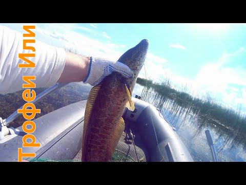 Видео: ✅️ ОТЧЁТ с ОЗЁР #РЫБАЛКА #ЗМЕЕГОЛОВ 