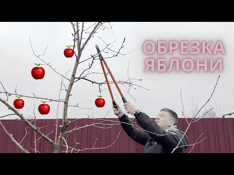 Видео: ПРАВИЛЬНАЯ ОБРЕЗКА ЯБЛОНИ! ТЫ ОБЯЗАН ЭТО ЗНАТЬ!