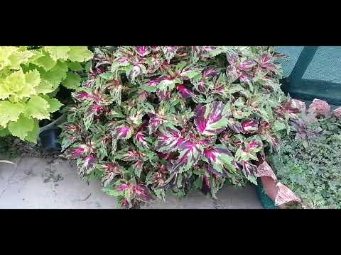 Видео: колеусы в жарком климате, как им живётся