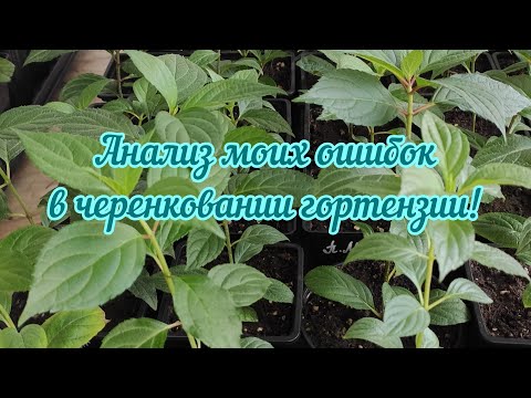 Видео: Анализ моих ошибок в черенковании гортензии!🌱🌱🌱