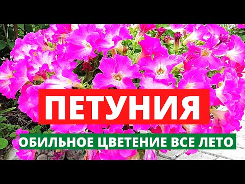 Видео: Как сделать чтобы ПЕТУНИИ  цвели долго и пышно. Обзор сортов