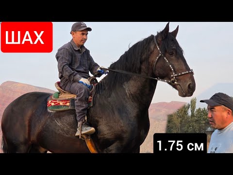 Видео: АТТЫН УДАРЫ   1.75 см  ШАХ  Улагына  жооп деген Ат  Саяпкерден Чыкты 