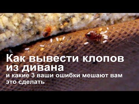 Видео: Как избавиться от клопов в диване и каких ошибок нельзя совершать