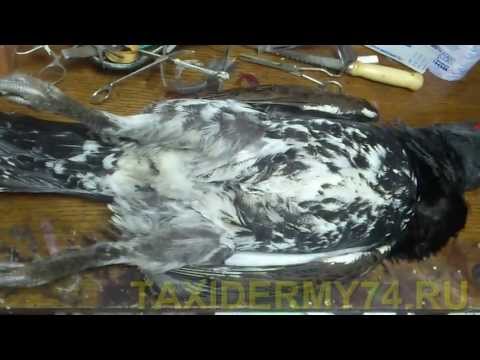 Видео: Первый Видеоурок по таксидермии птиц: изготовление изделия Чучело глухаря