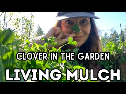 Видео: Плюсы и минусы клеверного почвопокровного растения