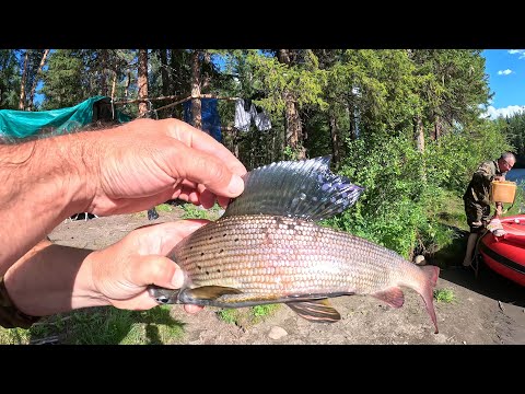 Видео: ХАРИУС ЕСТЬ, ЛОВИТЬ НАДО УМЕТЬ!!! | В ВЕРХОВЬЯХ ЕНИСЕЯ часть-3