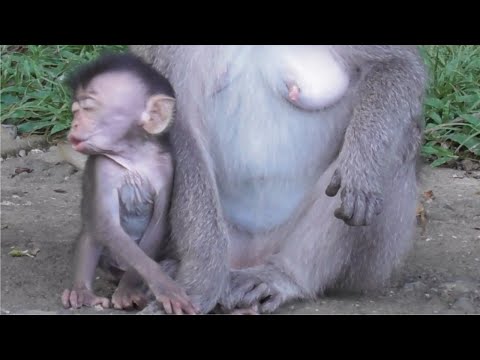 Видео: Додо кричит, кто не получает молока [Маленькая обезьянка Додо крепкая и сильная] #tuabangmonkey