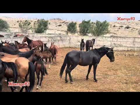 Видео: Лутуктун  Кылданган уйуру 