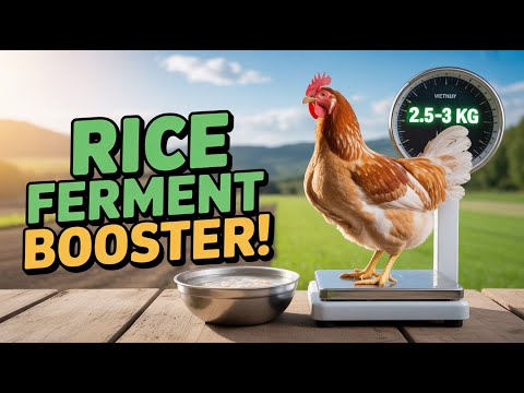 Видео: Рисовый фермент для бройлеров. Натуральный стимулятор роста для быстрого набора веса за 6 недель.