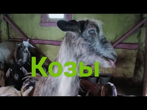 Видео: Козы съели 15 кг вкусняшки за 3,5 дня!