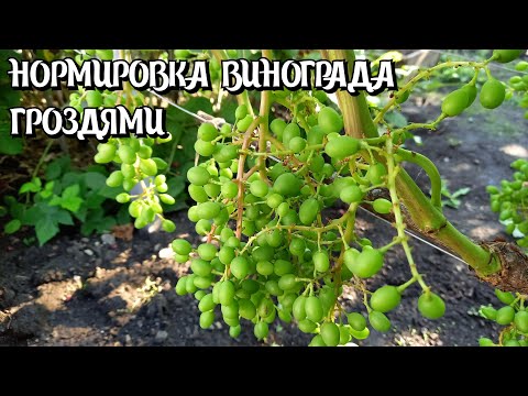 Видео: Нормировка винограда гроздями.