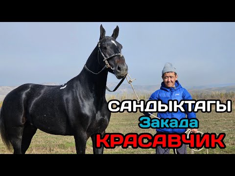 Видео: сандыктагы КРАСАВЧИК ЗАКАДАН