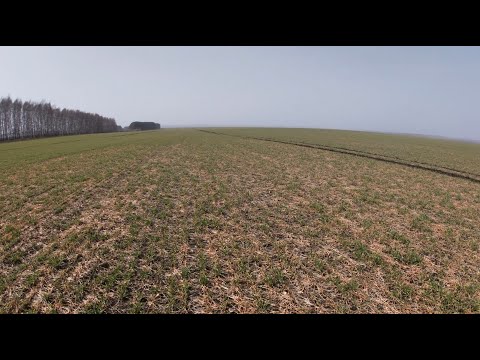 Видео: Снежная плесень на озимой пшенице. Как её возможно остановить?