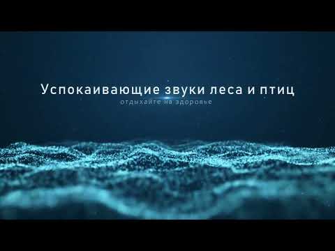 Видео: Успокаивающие звуки леса и птиц. Муравьи бегут по делам.