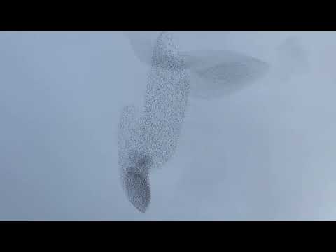 Видео: FA RA BO RA  Леонид Федоров