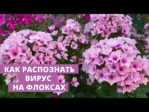 Видео: Вирусы на флоксах Как их распознать и как с ними бороться