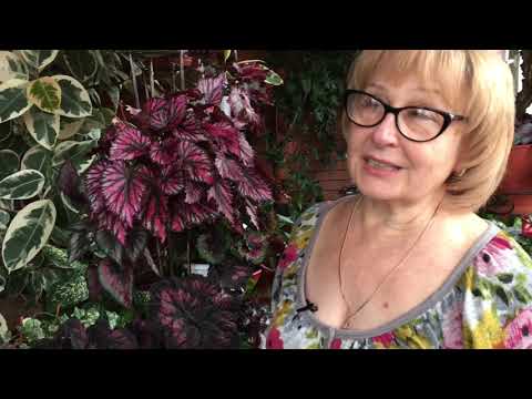 Видео: Бегония | виды | уход за комнатными растениями