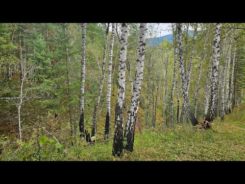 Видео: ЖИВУ В ТАЙГЕ | Тихая Охота в Сибирской Глуши | Грибы. Дача. Борус.