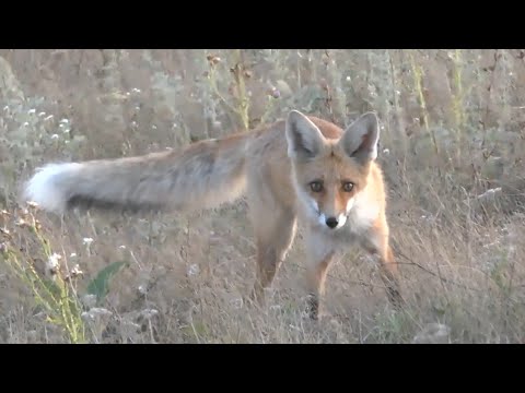 Видео: РЕМОНТ АКПП / МЕТАЛЛОКОП ПРИШЛА ЛИСА ПОСМОТРЕТЬ ЧТО Я КОПАЮ