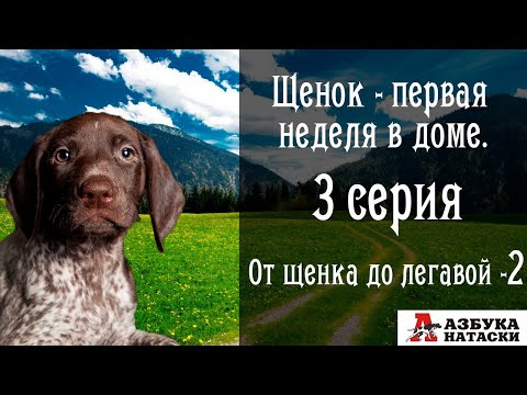 Видео: Первая неделя щенка в доме. Выдержка, "Лежать", "Апорт".