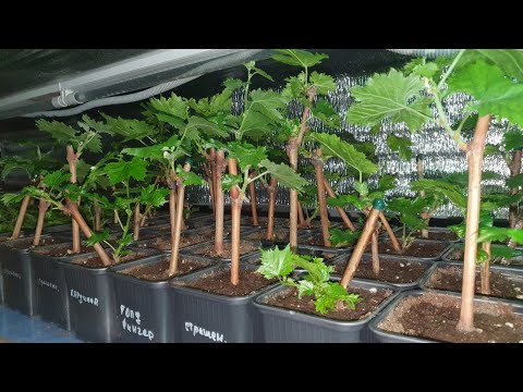 Видео: Результаты проращивания винограда, распаковка посылки от Сергея Мансурова