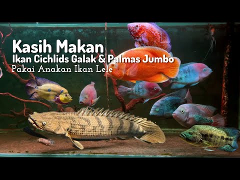 Видео: Кормление цихлид и гигантских пальмовых рыб мальками сомов и золотых рыбок