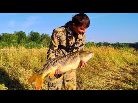 Видео: Трофейная рыбалка на Ахтубе. Личные рекорды по белому амуру и сазану побиты! Ловля сазана на Ахтубе.