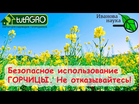 Видео: АЗБУКА СИДЕРАТОВ. Ч.1. Горчица - идеально перед и после картофеля. Оздоровление почвы без перекопки.
