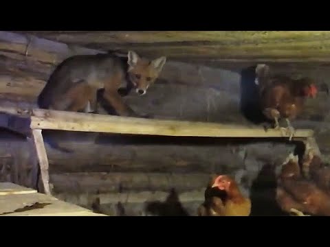 Видео: ЛИСА против Домашних Животных