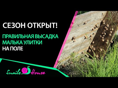 Видео: Малек helix muller & maxima высадка на поле | Snails House Farm