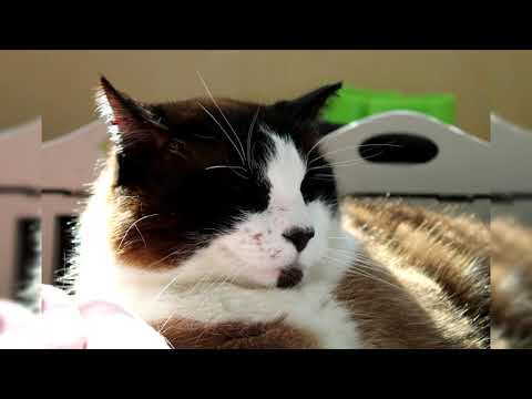 Видео: Сноу шу. Плюсы и минусы, Цена, Как выбрать, Факты, Уход, История