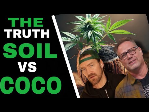 Видео: Почва или кокос? Плюсы и минусы, которые должен знать каждый фермер!