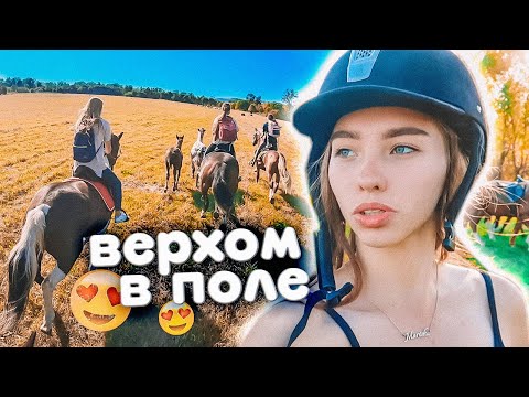 Видео: И снова поля... VLOG Осенний Пикник С ЛОШАДЬМИ