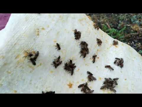 Видео: Повторная обработка Бипином. Результата обработки.