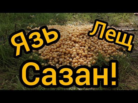 Видео: САЗАН, ЯЗЬ, ЛЕЩ НА ГОРОХ!!!!! Часть 2. Камень-на-Оби.