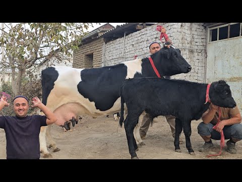 Видео: AMIRULLO AKADAN TOZZA RASISYKI SER SUT 3 BOSHLI CHEMPION SIGIRLAR | СИГИРЛАР СОТИЛАДИ ШОШИЛИНГ!!!