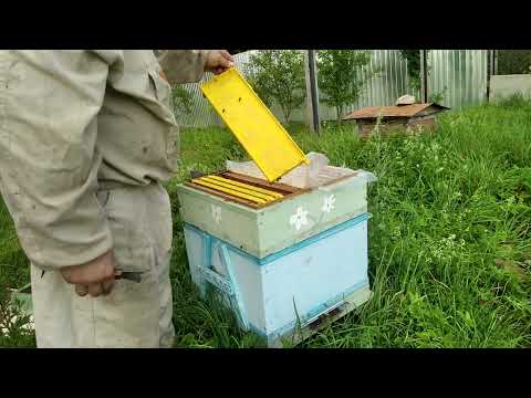 Видео: Пчеловодство с нуля - Пластиковые рамки