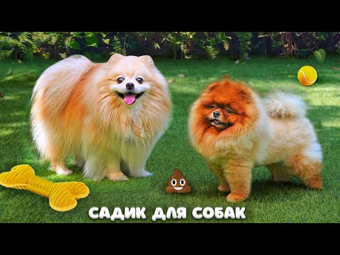 Видео: СОБАЧКА ЭЛИС ВПЕРВЫЕ в СОБАЧЬЕМ САДИКЕ | НОВЫЕ ПИТОМЦЫ - Пет Френдли Парк | ОДИН ДЕНЬ с ПИТОМЦАМИ