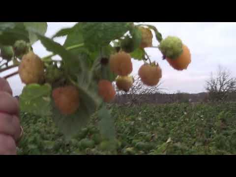 Видео: СУПЕР , РАДОСТНО  ,МАЛИНА  В НОЯБРЕ