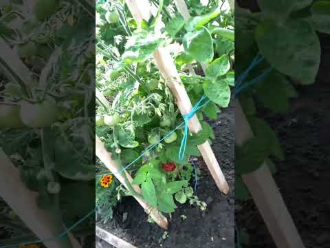Видео: Томаты 02.06.2025