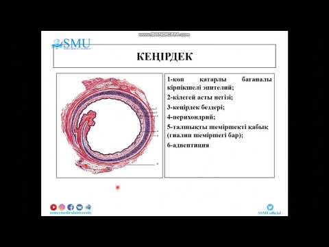 Видео: Тыныс алу жүйесі  гистологиясы 1